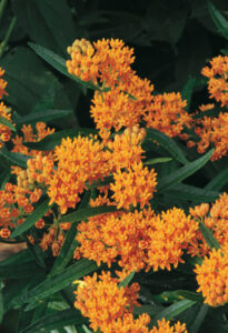 The Beautiful Milkweeds Image